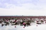 Lake Of Red Lotus At Udonthani Thailand (unseen In Thailand) Stock Photo