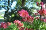 Flowers Rhododendron Stock Photo