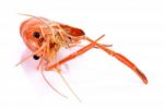 Shrimp Isolated On White Background Stock Photo