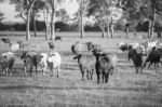 Country Cows Stock Photo