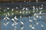 Egret In Rice Plantation Stock Photo