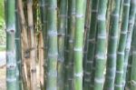 Bamboo Forest Stock Photo