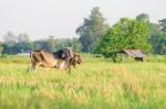 Thai Native Breed Cow On Grass Stock Photo