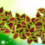 Coleus Leaves Background Stock Photo