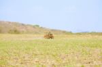 Tractor Plowing Field Stock Photo