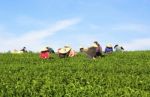 Dalat, Vietnam, July 30, 2016: A Group Of Farmers Picking Tea On A Summer Afternoon In Cau Dat Tea Plantation, Da Lat, Vietnam Stock Photo