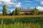 Poppy Field In Tuscany Stock Photo