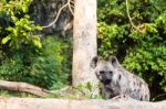 Hyena In The Zoo Stock Photo