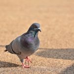 One Pigeon Stock Photo