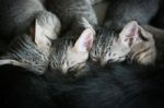 Four Adorable Funny Cute Kitten Cat Suckle Breast Feeding Milk Time From Mother, Happy Family Top View Stock Photo