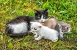 Cat With Three Kittens Walking On Grass Stock Photo