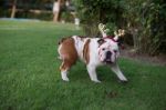 Bulldog With Gold Horn Walk On The Park Stock Photo