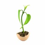 Seedling Stock Photo