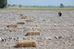 Farmers In Field Stock Photo