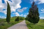 Cypress Trees In Val D'orcia Tuscany Stock Photo