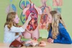 Two Students Learning Model Human Body In Biology Stock Photo