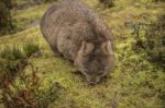 Adorable Large Wombat During The Day Looking For Grass To Eat Stock Photo