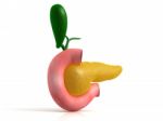 Pancreas Stock Photo