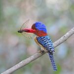 Male Banded Kingfisher Stock Photo