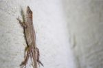 Lizard Climbing On A Wall Stock Photo