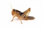 Locust Stock Photo