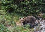 Brown Bear In Asturian Lands Stock Photo