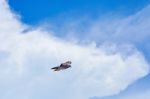 Pigeon Flies In The Blue Sky In A Sunny Day Stock Photo