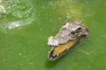 Crocodile Breeding Farm In Siem Reap, Cambodia Stock Photo