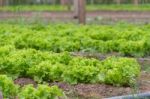 Plantation Of Lettuce In A Greenhouse In The Organic Garden Stock Photo