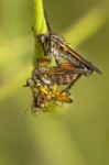 Robber Flies Stock Photo