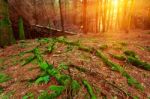 Green Moss Coats A Deadfall In Scottish Conifer Forest Stock Photo