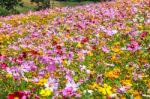 Colorful Cosmos Flower Blooming In The Field Stock Photo