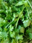 Fresh Coriander Stock Photo