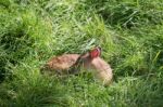 Young Muntjac Deer (muntiacus) Sitting In The Sunshine Stock Photo