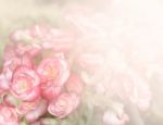 Pink Begonia Flower Background Stock Photo