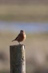 Common Stonechat (saxicola Rubicola) Stock Photo