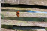 Comma Butterfly (polygonia C-album) Resting On A Fence Stock Photo