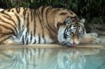 Siberian Tiger (panthera Tigris Altaica) Stock Photo