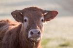 Brown Cow Stock Photo