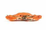 Steamed Blue Crabs Stock Photo