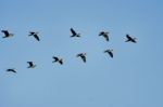 Flock Of Cormorants Stock Photo