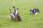 Herding Dog And Ducks Stock Photo