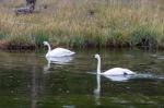 Trumpeter Swan (cygnus Buccinator) Stock Photo