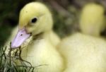 Duckling Stock Photo