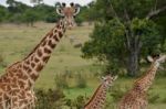 Giraffes Stock Photo