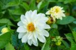 White Delphinium Flower In Garden Stock Photo