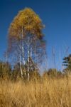 Autumn  Colors Stock Photo