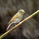 Female Rufous-bellied Niltava Stock Photo