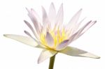 White Lotus Isolated Stock Photo