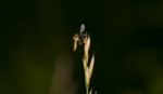 Robbery Fly Stock Photo